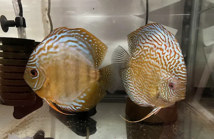 Muse Discus Picture 1