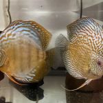Muse Discus