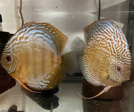 Muse Discus