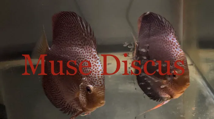Muse Discus Picture 2
