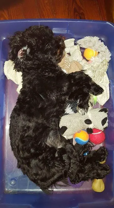 Lakeshore Animal Hospital Picture 4