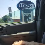 Lakeshore Animal Hospital