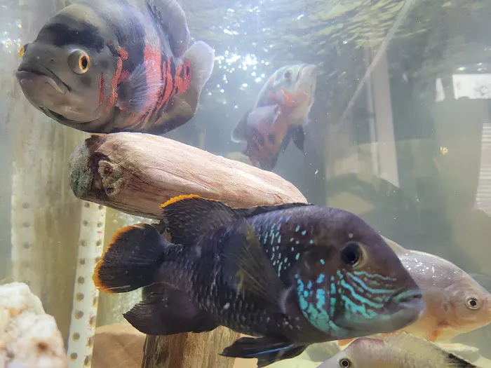 Aquarium fish enthusiasts Picture 1