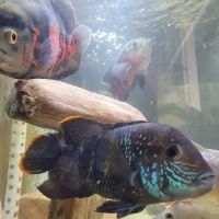 Aquarium fish enthusiasts ico