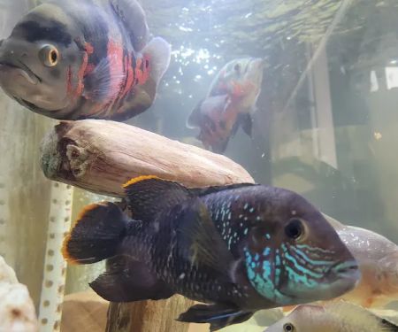 Aquarium fish enthusiasts