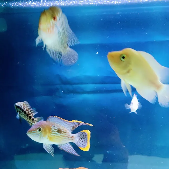 Aquarium fish enthusiasts Picture 6