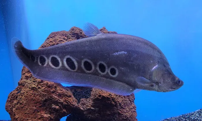 Aquarium fish enthusiasts Picture 7