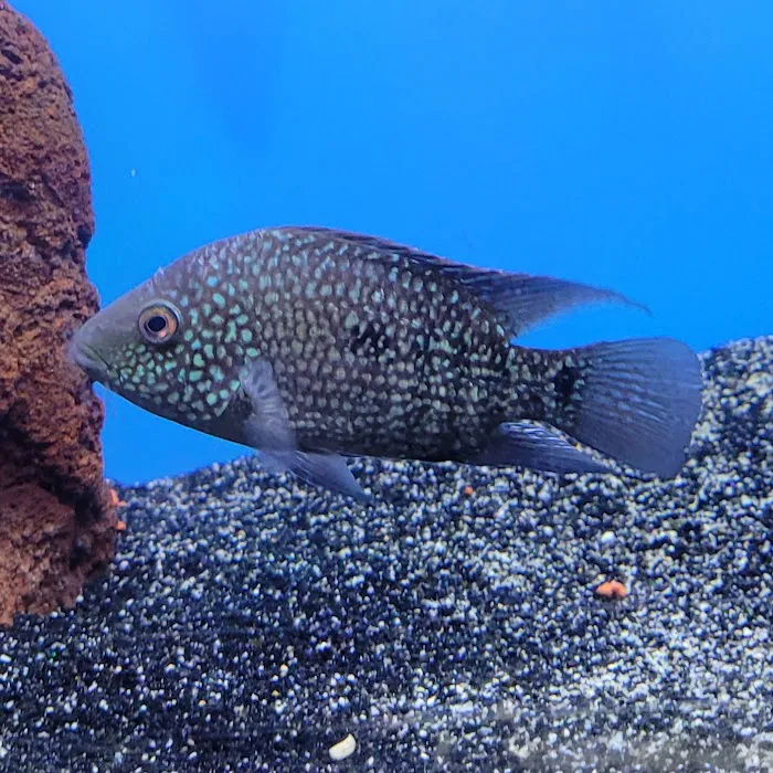 Aquarium fish enthusiasts Picture 5