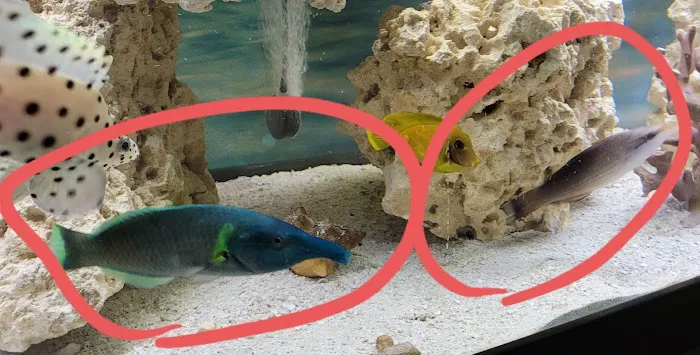 Aquarium fish enthusiasts Picture 8