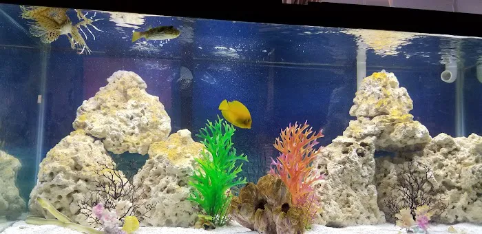Aquarium fish enthusiasts Picture 9