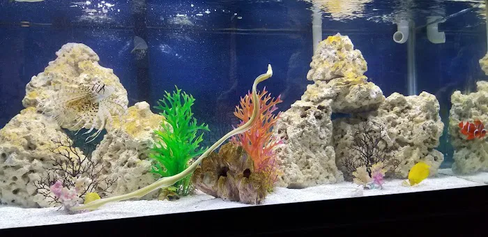 Aquarium fish enthusiasts Picture 2