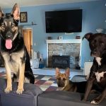 Heart Of Gold Veterinary Care PLLC