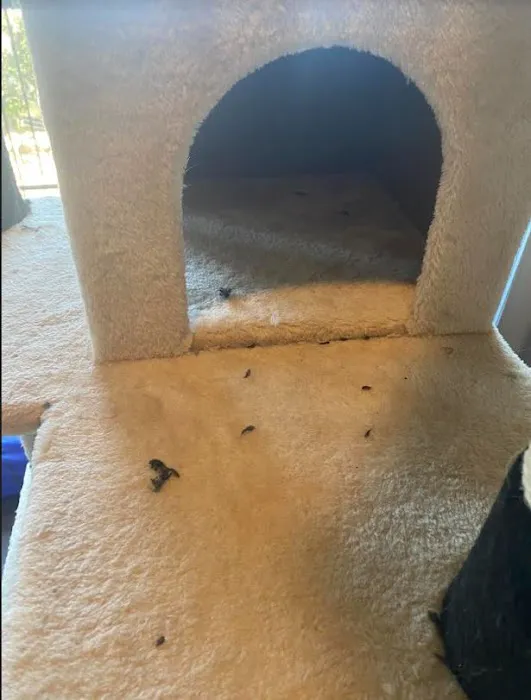 Go Pet Club Picture 3