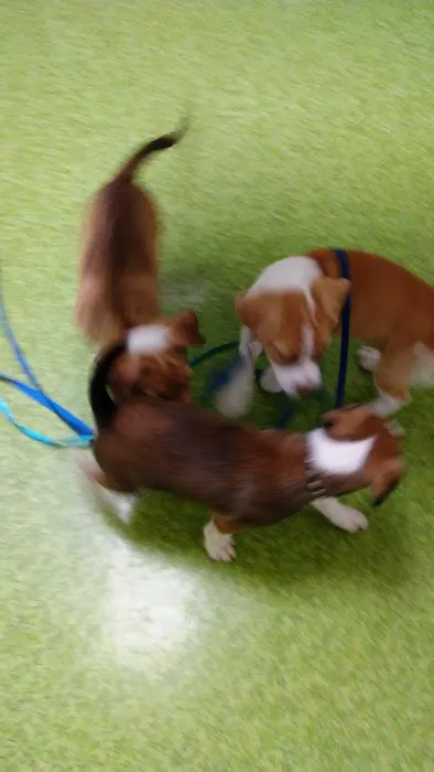 Geneva Veterinary Hospital Picture 4