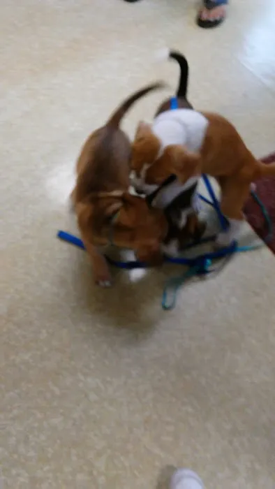 Geneva Veterinary Hospital Picture 5