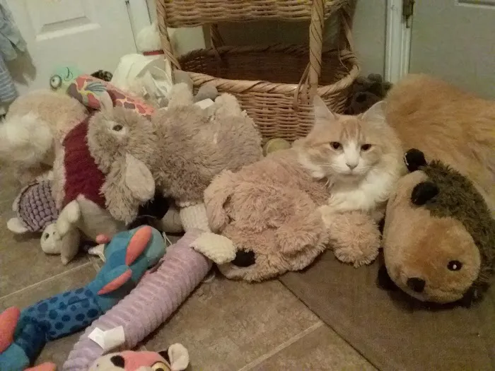 Geneva Veterinary Hospital Picture 9