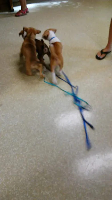 Geneva Veterinary Hospital Picture 1