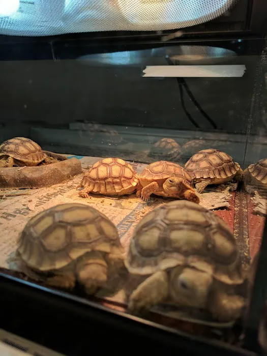 Shedskin Reptiles Picture 5