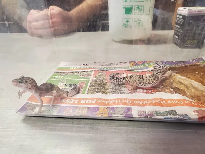 Shedskin Reptiles Picture 10