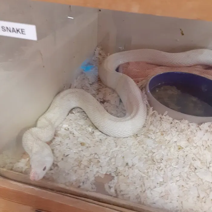 Shedskin Reptiles Picture 2