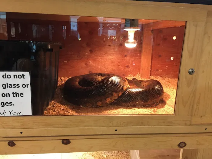 Shedskin Reptiles Picture 7