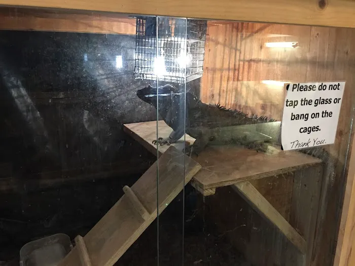 Shedskin Reptiles Picture 9