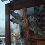 Shedskin Reptiles