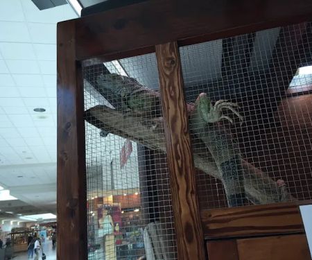 Shedskin Reptiles