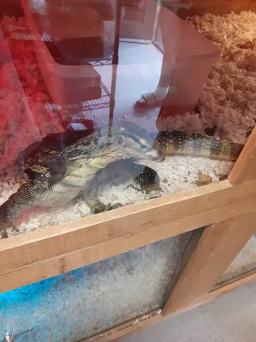 Shedskin Reptiles Picture 3