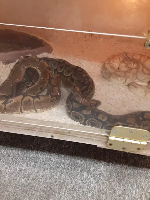 Shedskin Reptiles Picture 4