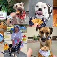 Snacky Snax Barkery ico