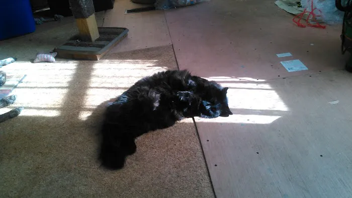 Weedsport Animal Hospital Picture 8