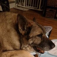 Weedsport Animal Hospital ico