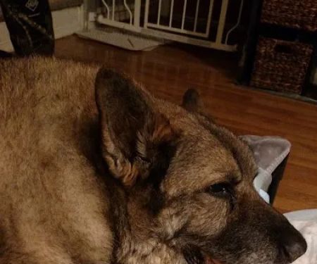 Weedsport Animal Hospital