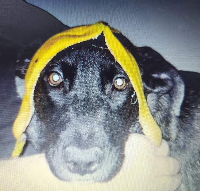 Weedsport Animal Hospital Picture 6