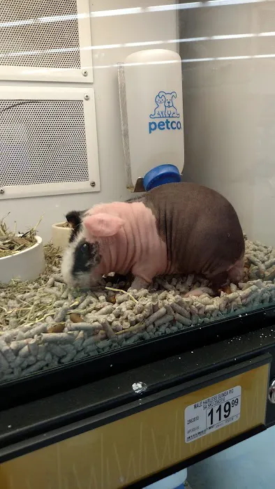 Petco Picture 8