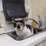 Camillus Animal Clinic, PC