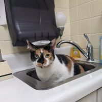 Camillus Animal Clinic, PC ico