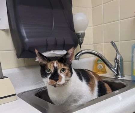 Camillus Animal Clinic, PC