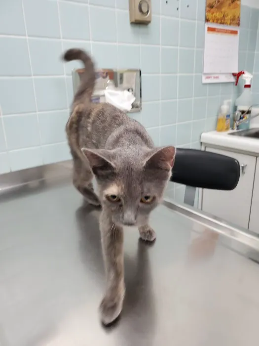Camillus Animal Clinic, PC Picture 3