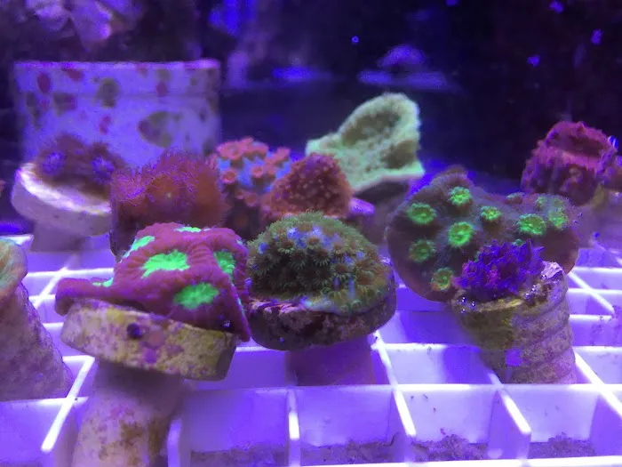 Fish Doctor Picture 4