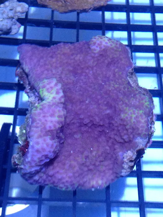 Fish Doctor Picture 7
