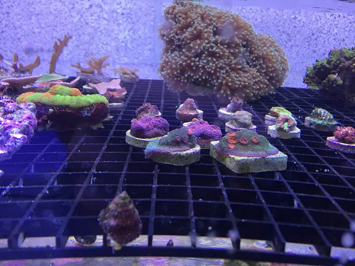 Fish Doctor Picture 6