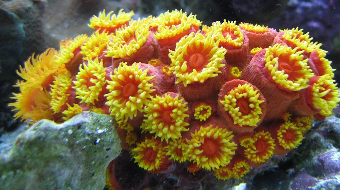 Fish Doctor Picture 9