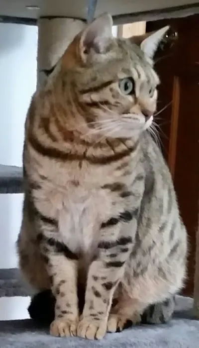 Northampton Animal Hospital Picture 3