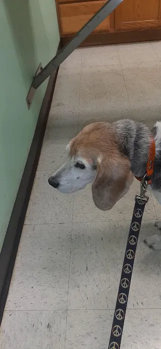 Northampton Animal Hospital Picture 2