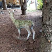 Northampton Animal Hospital ico