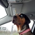 Harmony Veterinary Clinic