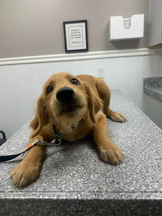 Harmony Veterinary Clinic Picture 4