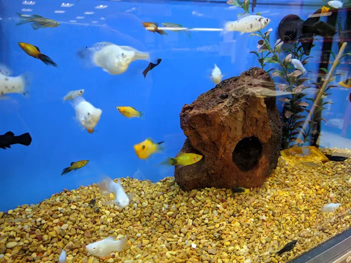 Petco Picture 1